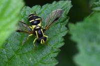 Philhelius pedissequus