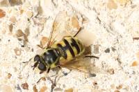 Myathropa florea