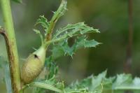 Urophora cardui