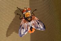 Ectophasia crassipennis