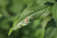 Liriomyza eupatorii