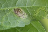 Liriomyza eupatorii