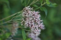 Liriomyza eupatorii