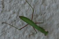 Mantis religiosa