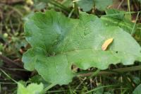 Phytomyza lappae
