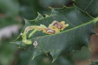 Phytomyza ilicis