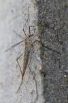 Tipula paludosa