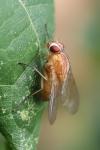 Phaonia pallida