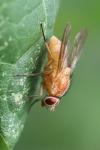 Phaonia pallida