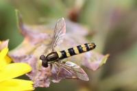 Sphaerophoria scripta