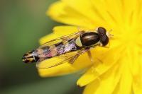 Sphaerophoria scripta
