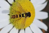 Sphaerophoria scripta