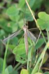 Tipula paludosa