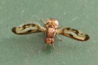 Toxoneura muliebris