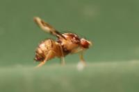 Toxoneura muliebris
