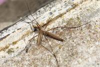 Tipula paludosa