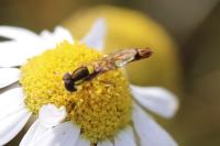 Sphaerophoria scripta