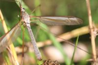 Tipula paludosa