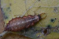 Nothochrysa