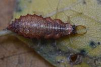 Nothochrysa