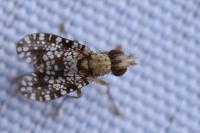 Trypetoptera punctulata