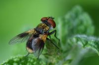 Ectophasia crassipennis