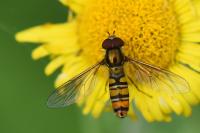 Episyrphus balteatus