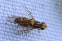 Chlorops