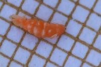 Craneiobia corni