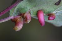 Craneiobia corni