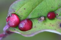Craneiobia corni