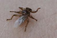 Lipoptena cervi