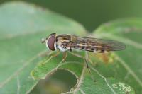 Episyrphus balteatus