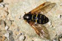 Chrysotoxum festivum