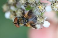 Ectophasia crassipennis