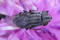 Stomorhina lunata