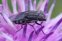 Stomorhina lunata