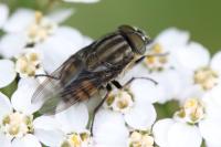 Stomorhina lunata