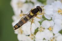 Sphaerophoria scripta