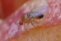 Drosophila melanogaster