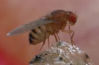 Drosophila melanogaster