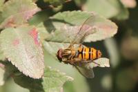 Episyrphus balteatus