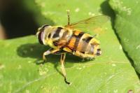 Myathropa florea