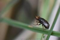 Camarota curvipennis