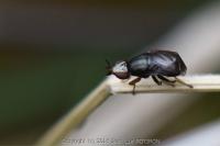 Camarota curvipennis
