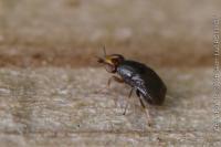 Camarota curvipennis