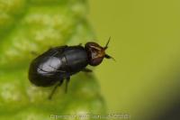 Camarota curvipennis