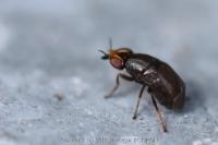 Camarota curvipennis