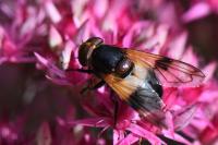 Volucella pellucens