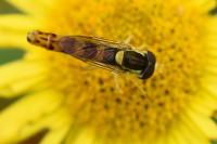 Sphaerophoria scripta